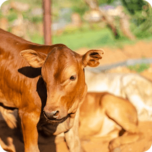 Brown cattle grazing