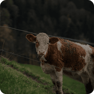 Large cattle in pasture