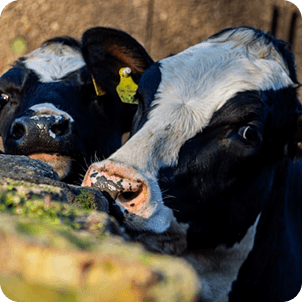 Brown cattle grazing